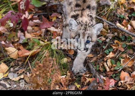 Cougar Kitten (Puma Concolor) guarda in su mentre si passa attraverso le foglie Autunno - animale prigioniero Foto Stock