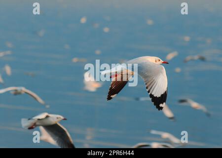 Gabbiani che volano nel cielo blu, i gabbiani sono uccelli di medie dimensioni. La punta delle piume dell'ala è nera. Foto Stock