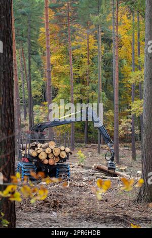 Un operaio forestale recupera i tronchi d'albero abbattuti dalla foresta con un veicolo speciale. Foto Stock