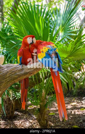 2 pappagalli scarlatti Ara macao , rosso, giallo e blu seduti sul brach nella foresta tropicale, Playa del Carmen, Riviera Maya, Yu atan, Messico Foto Stock