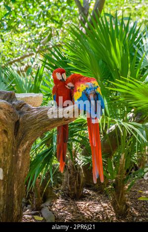 2 pappagalli scarlatti Ara macao , rosso, giallo e blu seduti sul brach nella foresta tropicale, Playa del Carmen, Riviera Maya, Yu atan, Messico Foto Stock