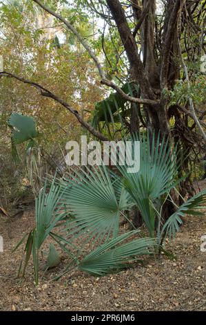 Palme in una foresta del Niokolo Koba National Park. Foto Stock