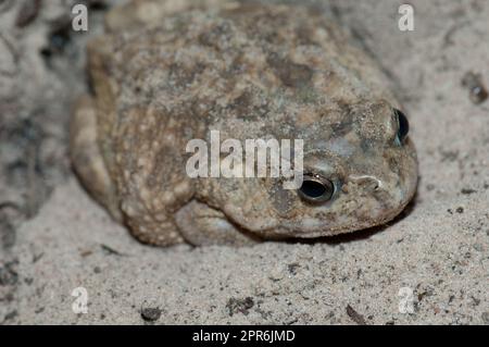 Rospo sulla sabbia del Niokolo Koba National Park. Foto Stock