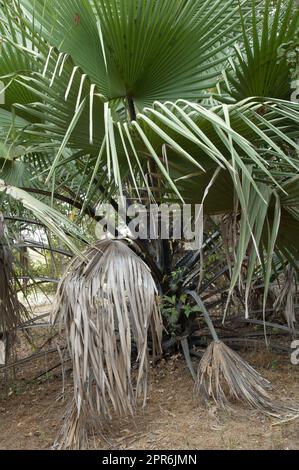 Palm nel Parco Nazionale di Niokolo Koba. Foto Stock