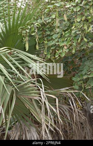 Palme e arbusti nel Parco Nazionale di Niokolo Koba. Foto Stock