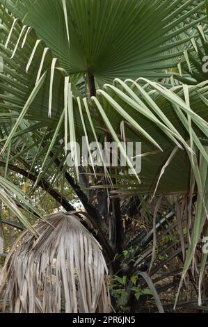 Palma nel Parco Nazionale Niokolo Koba. Tambacounda. Senegal. Foto Stock