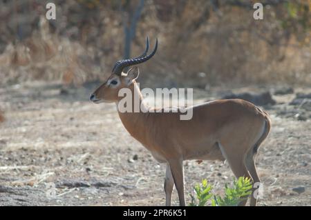 Buffon's kob nel Niokolo Koba National Park. Foto Stock