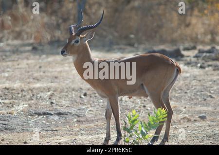 Buffon's kob nel Niokolo Koba National Park. Foto Stock