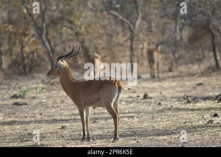 Maschio Buffon's Kob Kobus Kob Kob. Parco Nazionale Niokolo Koba. Tambacounda. Senegal. Foto Stock