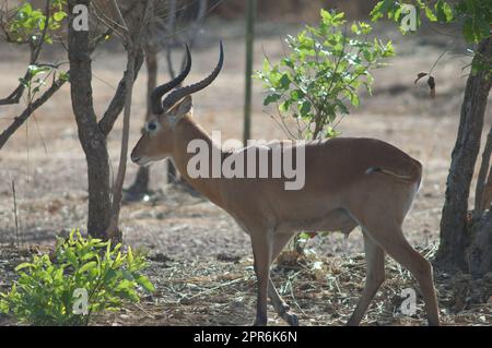 Buffon's kob nel Niokolo Koba National Park. Foto Stock