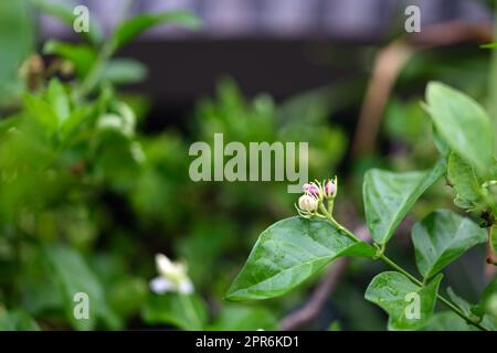 Fiore di gelsomino simbolo del giorno della madre in Thailandia. Spazio per il testo Foto Stock