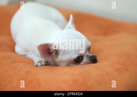 Cane Chihuahua sui cuscini arancioni Foto Stock