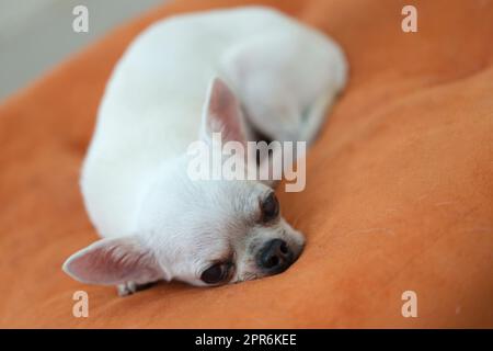 Cane Chihuahua sui cuscini arancioni Foto Stock