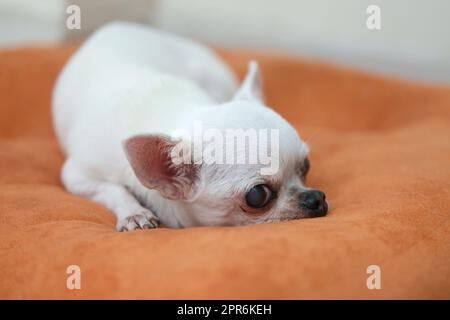 Cane Chihuahua sui cuscini arancioni Foto Stock