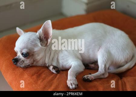 Cane Chihuahua sui cuscini arancioni Foto Stock