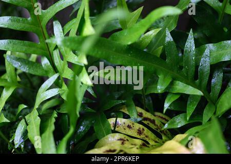 Gocce d'acqua sulla foglia di felce di Wart, fogliame ornamentale, Fern , concetto SFONDO NATURALE Foto Stock