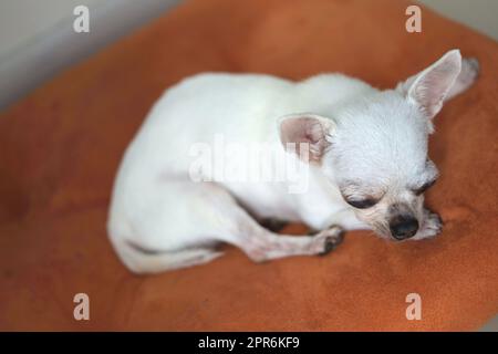 Cane Chihuahua sui cuscini arancioni Foto Stock