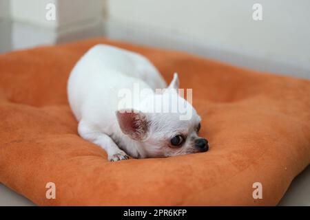 Cane Chihuahua sui cuscini arancioni Foto Stock