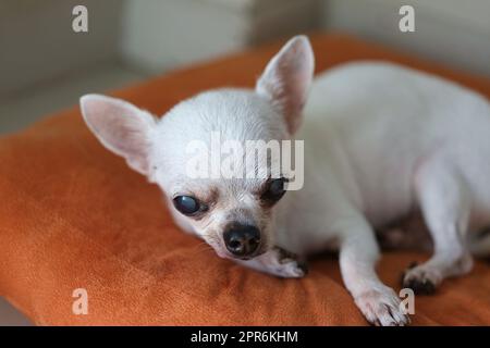 Cane Chihuahua sui cuscini arancioni Foto Stock