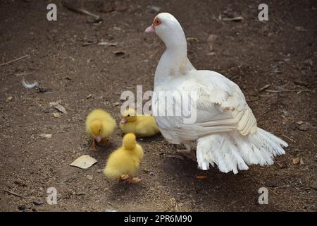 Una famiglia di anatre in cerca di cibo Foto Stock