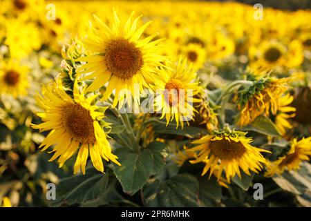 Primo piano di girasole con insetti Foto Stock