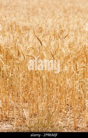 Cornfield in presenza di luce solare Foto Stock