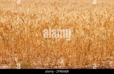 Cornfield in presenza di luce solare Foto Stock