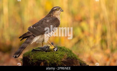 Sparrowhawk eurasiatico in piedi in preda sul muschio verde Foto Stock