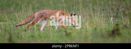 La volpe rossa sniffing sulla prateria in estate con spazio copia Foto Stock