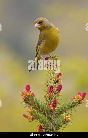 Verdfinch europeo seduto su albero in primavera in verticale Foto Stock