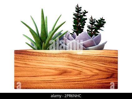 3D rendering di piante succulente in una piantatrice di legno isolata su sfondo bianco Foto Stock