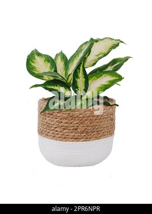 diffenbachia compacta, vaso di fiori di vimini, isolato Foto Stock