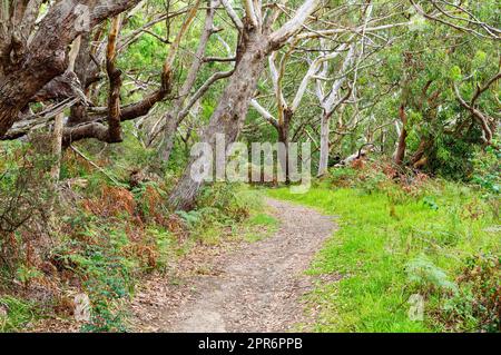 Sentiero per passeggiate - Shoal Bay Foto Stock