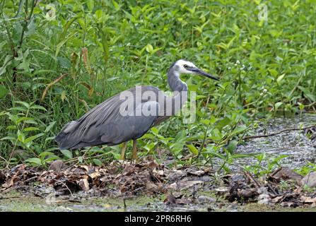 Heron di faccia bianca (Egretta novaehollandiae novaehollandiae) adulto che cammina alle acque di bordo sud-est del Queensland, Australia. Marzo Foto Stock