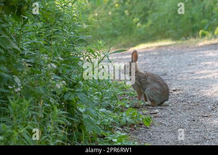 Giovane lepre su un sentiero della foresta Foto Stock