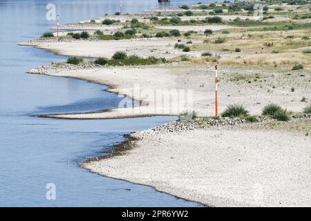 groynes sul reno vicino a colonia a acque basse Foto Stock