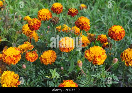 Sui cespugli fioriti fioriscono il marigold (tagetes) - pianta annuale della famiglia dell'astro Foto Stock