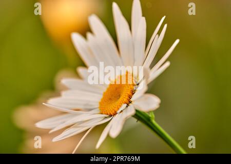 Primo piano di un fiore di margherita bianco che cresce in un giardino d'estate con sfondo sfocato. Le piante di Marguerite fioriscono nel giardino botanico in primavera. Un mucchio di allegre fiori selvatici fioriscono nel cortile sul retro Foto Stock