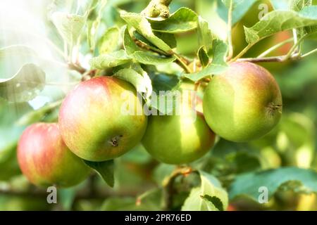 Primo piano delle mele che crescono in un frutteto soleggiato all'aperto con luce parassita. Frutta fresca cruda coltivata e raccolta da alberi in un mele. Prodotti biologici pronti per essere raccolti e gustati Foto Stock