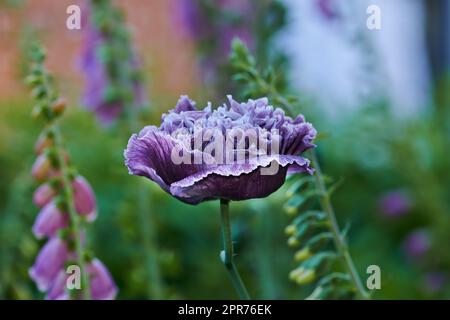 Fiori di papaveri di colore viola fioriscono in un campo selvaggio. Bellissimo campo di papaveri con messa a fuoco selettiva. Papaveri viola colorati in luce soffusa. Una cascata di papaveri viola circondati da diverse piante Foto Stock