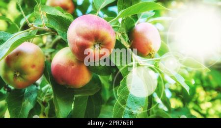 Mele rosse appese a un albero, che crescono in un frutteto all'aperto in estate con un bagliore di sole. Agricoltura biologica e sostenibile della frutta, prodotti freschi che crescono in azienda. Sfondo agricolo con luce parassita Foto Stock