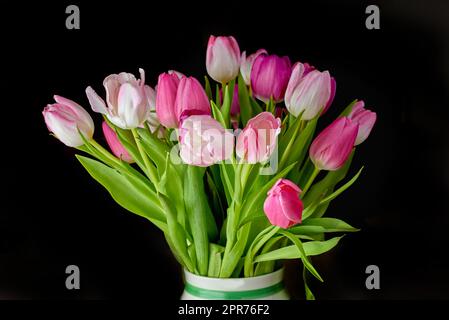 Bouquet rosa di fiori che crescono in un vaso su sfondo nero. Bellissime piante fiorite che fioriscono in un vaso esposto contro un ambiente buio. Dei bei tulipani che spuntano in un vascello su un tavolo Foto Stock