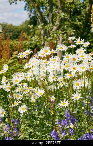 Una vista di un lungo fiore di margherita comune fiorito e di petali bianchi e viola con vapore e centro giallo in fiore e primavera in una luminosa giornata di sole. Un gruppo di fiori bianchi brillava alla luce del sole. Foto Stock