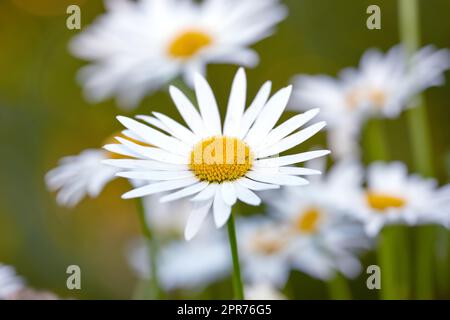 Vista ravvicinata di una margherita con foglie lunghe, gialla al centro e con stelo. Gruppo di fiori bianchi che brillano alla luce del sole. I camomilli fioriscono nel prato. Foto Stock