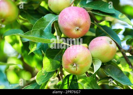 Mele rosse e verdi Fuji che crescono su un albero in un frutteto sostenibile in una giornata di sole all'aperto. Frutta matura e succosa coltivata per la raccolta. Prodotti freschi e biologici che crescono in un fiorente giardino verde Foto Stock