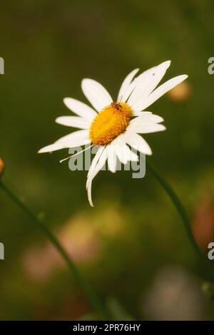 Un ritratto ravvicinato di una singola margherita bianca con una morbida messa a fuoco con un bavaglino seduto sui petali. Ape che estrae Nectar polline dolce dal Fiore margherita bianco. Fiore a margherita singolo e ape primaverile Foto Stock