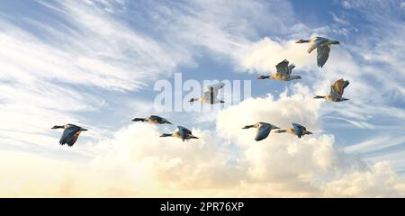 Stormo di uccelli d'oca che volano su uno sfondo blu con nuvole e copyspace. Le oche grigie selvatiche comuni battono le ali mentre si librano nell'aria in formazione. Migrazione di uccelli acquatici in volo Foto Stock