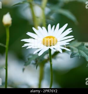 Erba verde e camomilla nel prato. Ambiente naturale primaverile o estivo con margherite bianche in fiore. Primo piano morbido focalizzato sui petali. Margherite mediche che panning - fiori di camomilla nella brezza. Foto Stock