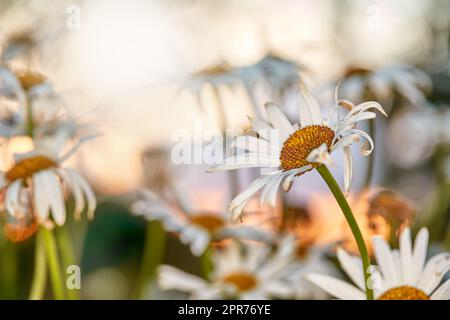 Foto del giardino della bellissima Daisy - Marguerite. Bellissime margherite che crescono nel prato. Fiori di margherita bianchi in giardino. Messa a fuoco selettiva su un fiore a margherita con il disco giallo. Foto Stock