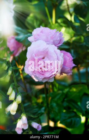 Una bella rosa rosa che fiorisce su un albero in un giardino. Primo piano di un bel fiore estivo che cresce in natura. Petali che fioriscono su una pianta floreale. Fioritura in un parco in primavera Foto Stock